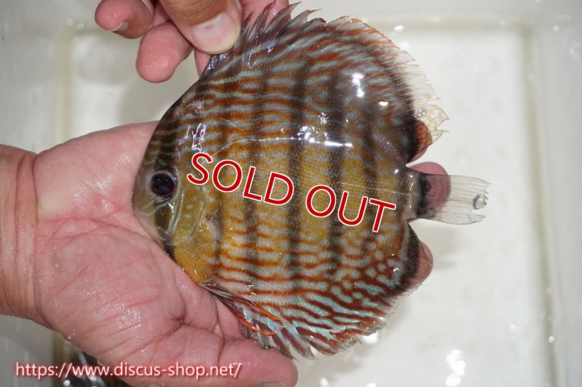 画像3: 【水槽整理のため完全在庫処分　激安50％OFFペア】【ワイルドディスカス】【通販】オリキシミーナスーパーロイヤル【個体ペア販売】15-16cm（生体）オリキシミーナ産 (3)