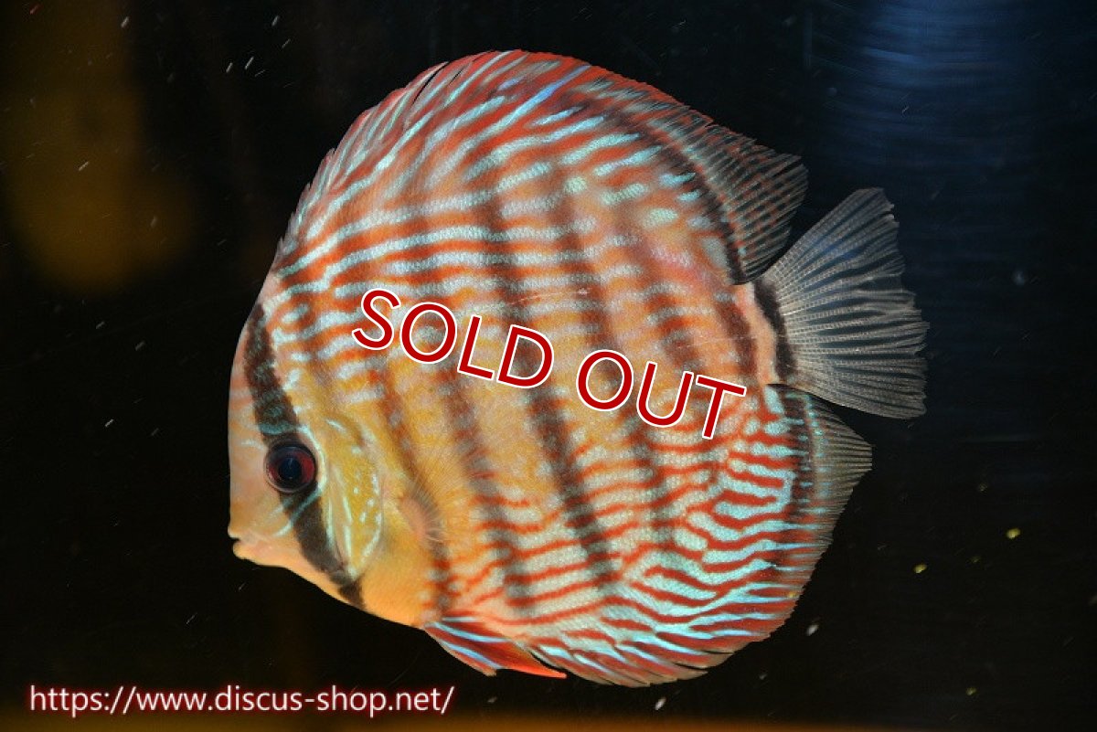 画像5: 【水槽整理のため完全在庫処分　激安50％OFFペア】【ワイルドディスカス】【通販】オリキシミーナスーパーロイヤル【個体ペア販売】15-16cm（生体）オリキシミーナ産 (5)