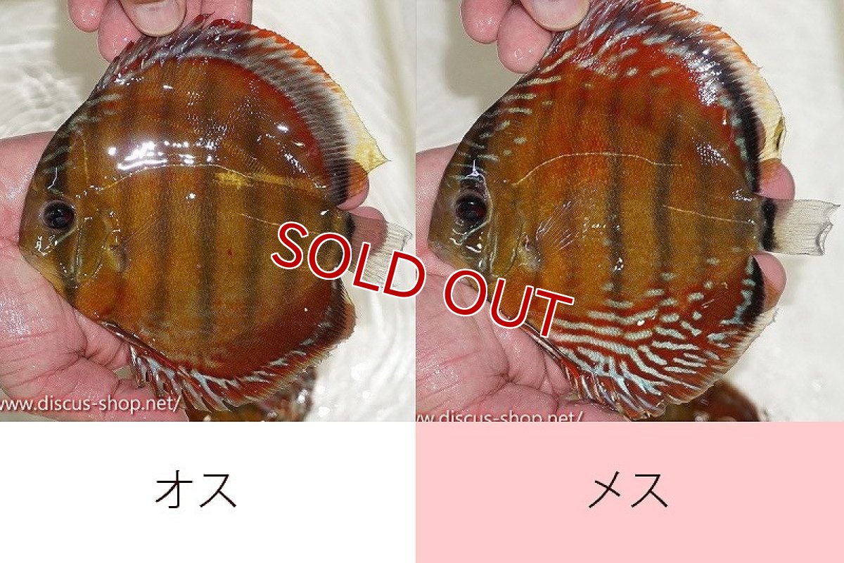 画像1: 【ワイルドディスカス】【通販】オリキシミーナスーパーレッド【個体ペア販売】15-16cm（生体）オリキシミーナ産 (1)