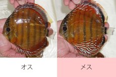画像1: 【ワイルドディスカス】【通販】オリキシミーナスーパーレッド【個体ペア販売】15-16cm（生体）オリキシミーナ産 (1)