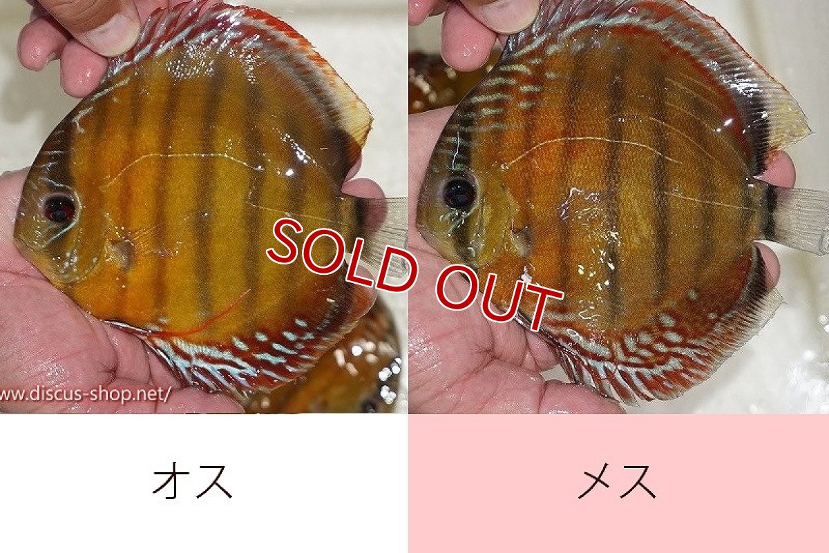 画像1: 【水槽整理のため完全在庫処分　激安50％OFFペア】【ワイルドディスカス】【通販】オリキシミーナレッド【個体ペア販売】15-16cm（生体）オリキシミーナ産 (1)