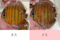 画像1: 【ワイルドディスカス】【通販】オリキシミーナレッド【個体ペア販売】15-16cm（生体）オリキシミーナ産 (1)