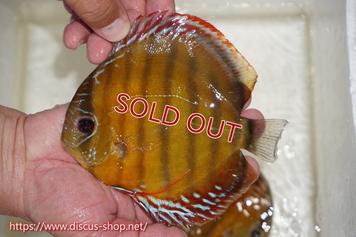 画像3: 【水槽整理のため完全在庫処分　激安50％OFFペア】【ワイルドディスカス】【通販】オリキシミーナレッド【個体ペア販売】15-16cm（生体）オリキシミーナ産 (3)