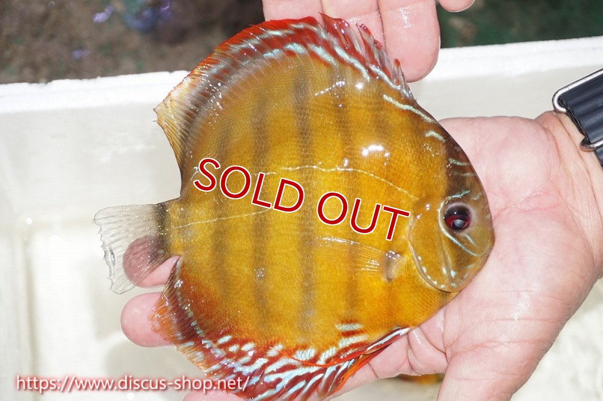 画像4: 【水槽整理のため完全在庫処分　激安50％OFFペア】【ワイルドディスカス】【通販】オリキシミーナレッド【個体ペア販売】15-16cm（生体）オリキシミーナ産 (4)