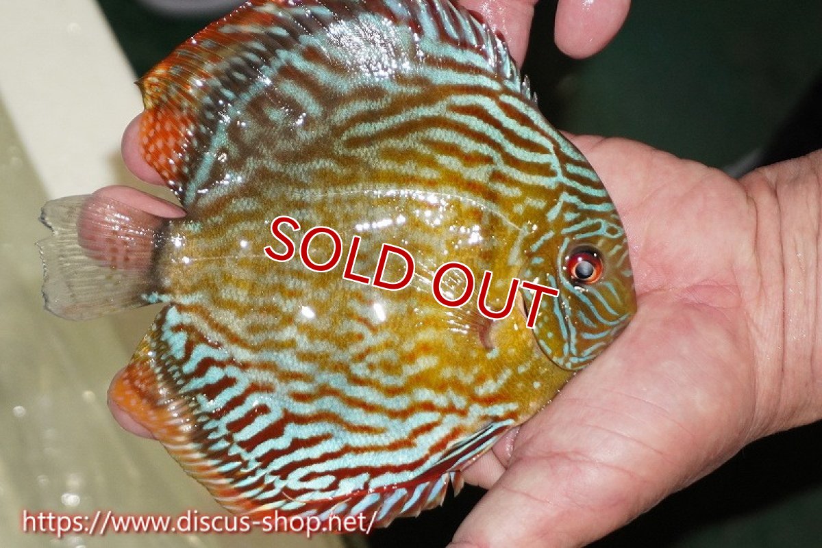 画像2: 【ワイルドディスカス】【通販】【伝説の産地　7年ぶり？の入荷】ラーゴクルムクリロイヤルエメラルド【個体販売】14-16cm（生体）クルムクリ産 (2)