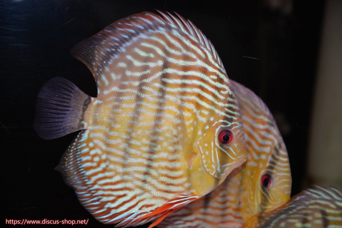 画像1: 【30周年記念セール対象個体】【ワイルドディスカス】【通販】【伝説の産地　7年ぶり？の入荷】ラーゴクルムクリロイヤルエメラルド【個体販売】14-16cm（生体）クルムクリ産 (1)