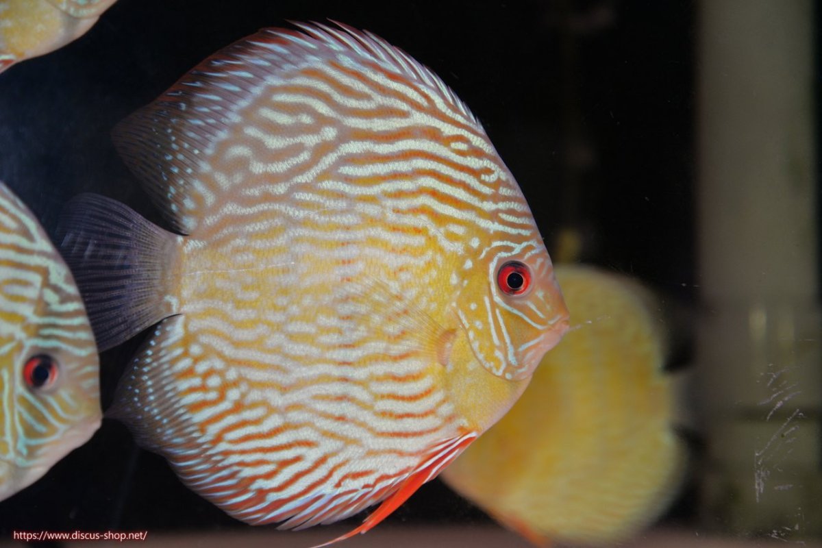 画像2: 【30周年記念セール対象個体】【ワイルドディスカス】【通販】【伝説の産地　7年ぶり？の入荷】ラーゴクルムクリロイヤルエメラルド【個体販売】14-16cm（生体）クルムクリ産 (2)