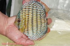 画像4: 【30周年記念セール対象個体】【ワイルドディスカス】【通販】【伝説の産地　7年ぶり？の入荷】ラーゴクルムクリロイヤルエメラルド【個体販売】14-16cm（生体）クルムクリ産 (4)