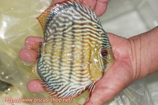 画像5: 【30周年記念セール対象個体】【ワイルドディスカス】【通販】【伝説の産地　7年ぶり？の入荷】ラーゴクルムクリロイヤルエメラルド【個体販売】14-16cm（生体）クルムクリ産 (5)