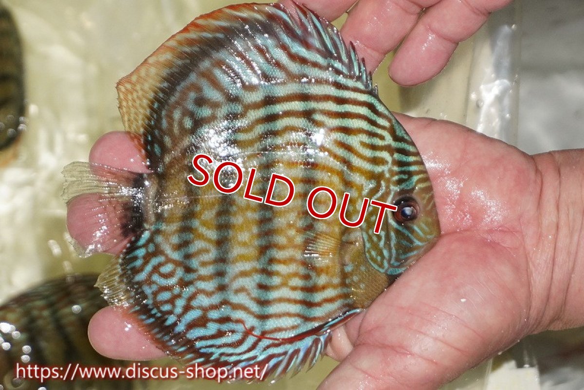 画像2: 【ワイルドディスカス】【通販】【伝説の産地　7年ぶり？の入荷】ラーゴクルムクリロイヤルエメラルド【個体販売】14-16cm（生体）クルムクリ産 (2)