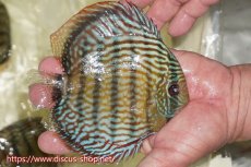 画像3: 【ワイルドディスカス】【通販】【伝説の産地　7年ぶり？の入荷】ラーゴクルムクリロイヤルエメラルド【個体販売】14-16cm（生体）クルムクリ産 (3)