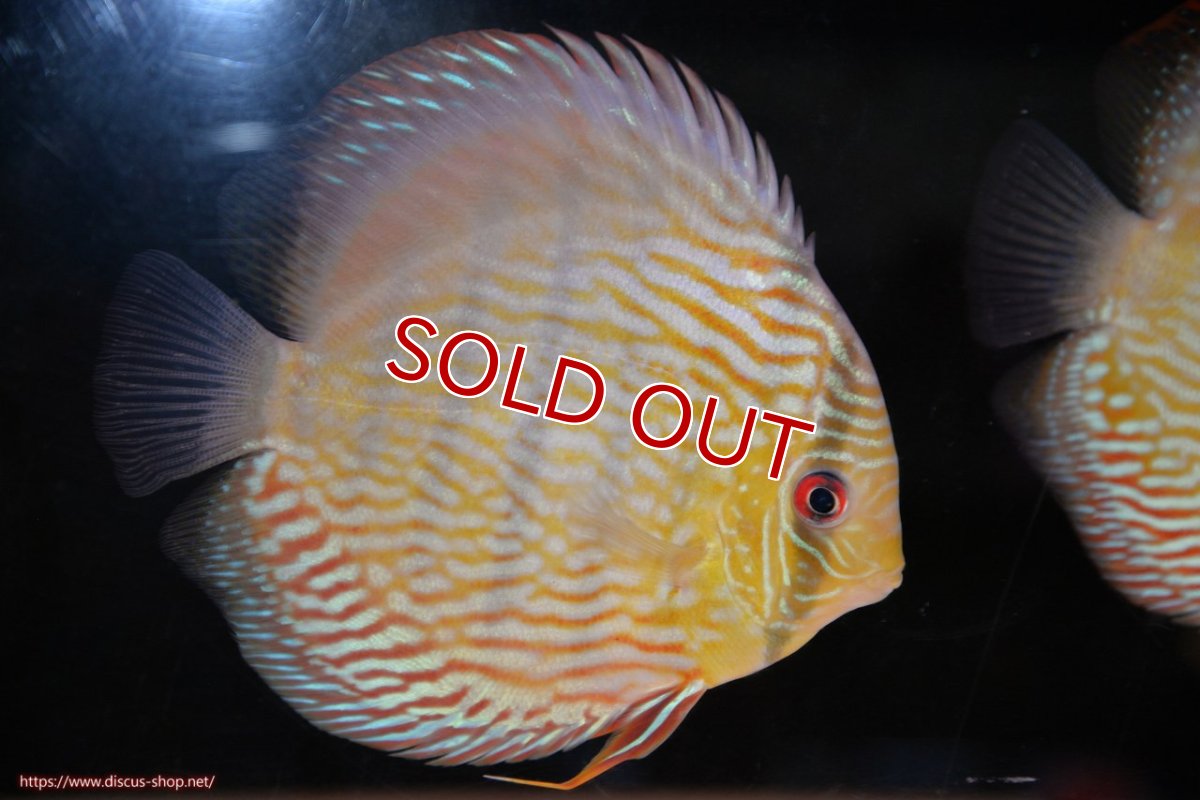 画像1: 【ワイルドディスカス】【通販】【伝説の産地　7年ぶり？の入荷】ラーゴクルムクリロイヤルエメラルド【個体販売】14-16cm（生体）クルムクリ産 (1)