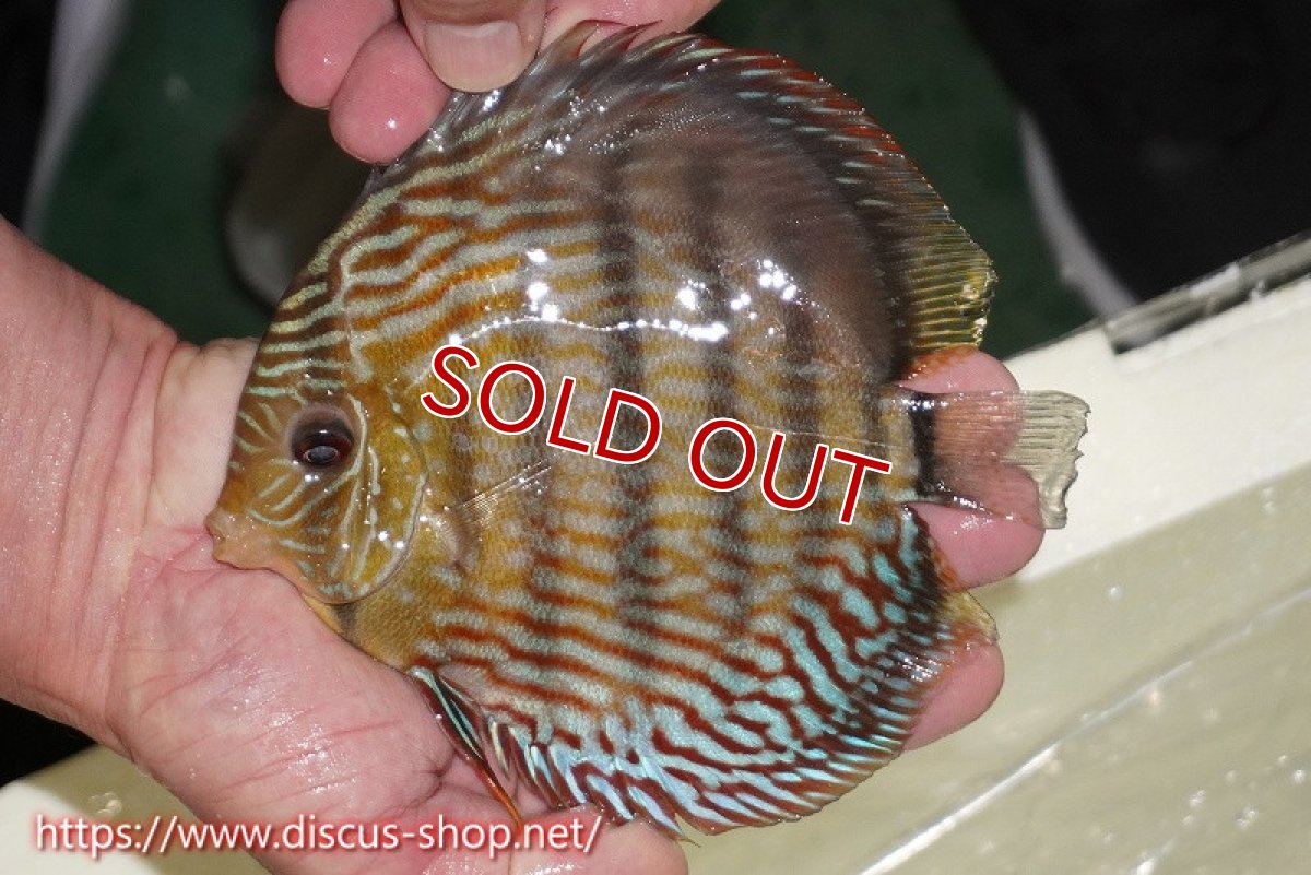 画像2: 【ワイルドディスカス】【通販】【伝説の産地　7年ぶり？の入荷】ラーゴクルムクリロイヤルエメラルド【個体販売】14-16cm（生体）クルムクリ産 (2)