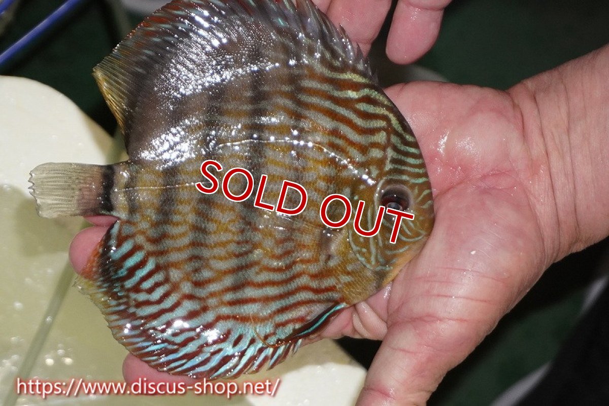 画像3: 【ワイルドディスカス】【通販】【伝説の産地　7年ぶり？の入荷】ラーゴクルムクリロイヤルエメラルド【個体販売】14-16cm（生体）クルムクリ産 (3)