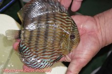 画像3: 【ワイルドディスカス】【通販】【伝説の産地　7年ぶり？の入荷】ラーゴクルムクリロイヤルエメラルド【個体販売】14-16cm（生体）クルムクリ産 (3)