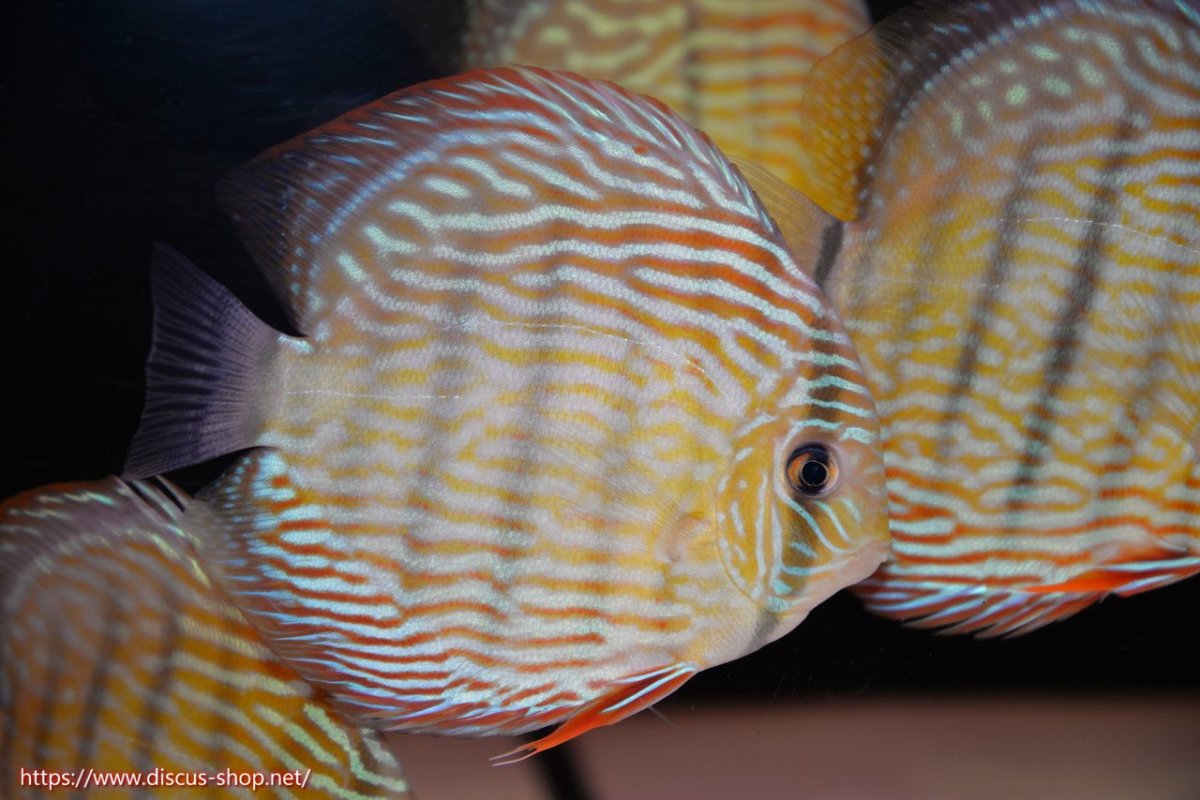 画像2: 【30周年記念セール対象個体】【ワイルドディスカス】【通販】【伝説の産地　7年ぶり？の入荷】ラーゴクルムクリロイヤルエメラルド（金目）【個体販売】14-16cm（生体）クルムクリ産 (2)