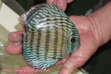 画像2: 【ワイルドディスカス】【通販】【伝説の産地　7年ぶり？の入荷】ラーゴクルムクリロイヤルエメラルド（金目）【個体販売】14-16cm（生体）クルムクリ産 (2)