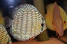 画像3: 【30周年記念セール対象個体】【ワイルドディスカス】【通販】【伝説の産地　7年ぶり？の入荷】ラーゴクルムクリロイヤルエメラルド（金目）【個体販売】14-16cm（生体）クルムクリ産 (3)