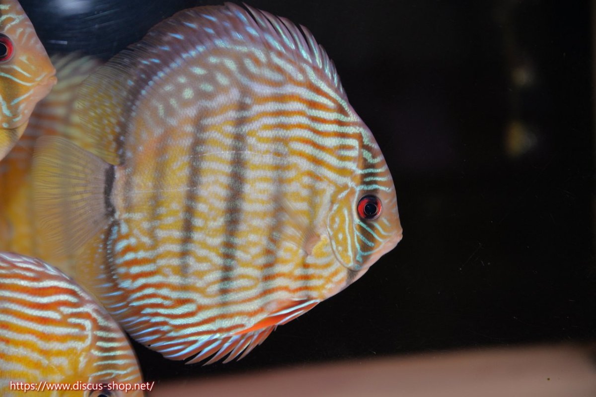 画像1: 【30周年記念セール対象個体】【ワイルドディスカス】【通販】【伝説の産地　7年ぶり？の入荷】ラーゴクルムクリロイヤルエメラルド【個体販売】14-16cm（生体）クルムクリ産 (1)