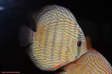 画像4: 【30周年記念セール対象個体】【ワイルドディスカス】【通販】【伝説の産地　7年ぶり？の入荷】ラーゴクルムクリロイヤルエメラルド【個体販売】14-16cm（生体）クルムクリ産 (4)