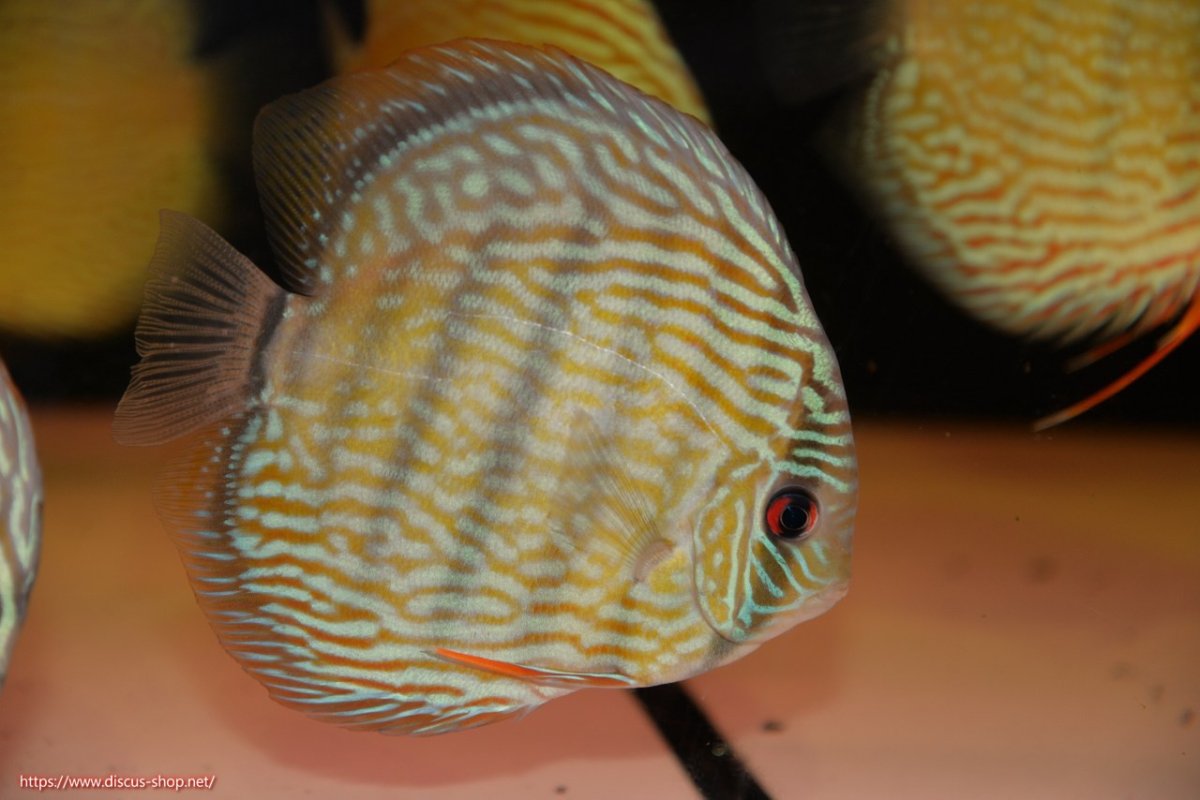 画像5: 【30周年記念セール対象個体】【ワイルドディスカス】【通販】【伝説の産地　7年ぶり？の入荷】ラーゴクルムクリロイヤルエメラルド【個体販売】14-16cm（生体）クルムクリ産 (5)