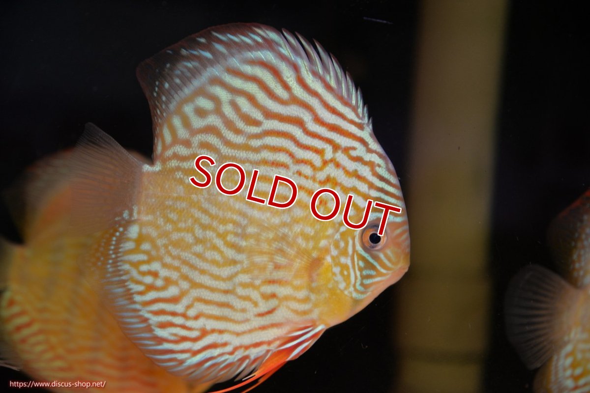 画像1: 【ワイルドディスカス】【通販】【伝説の産地　7年ぶり？の入荷】ラーゴクルムクリロイヤルエメラルド（金目）【個体販売】14-16cm（生体）クルムクリ産 (1)