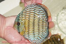 画像1: 【ワイルドディスカス】【通販】【伝説の産地　7年ぶり？の入荷】ラーゴクルムクリロイヤルエメラルド（金目）【個体販売】14-16cm（生体）クルムクリ産 (1)