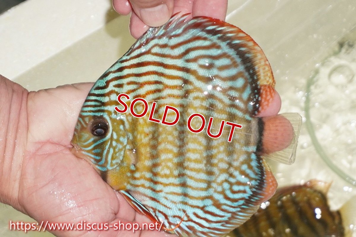 画像2: 【ワイルドディスカス】【通販】【伝説の産地　7年ぶり？の入荷】ラーゴクルムクリロイヤルエメラルド（金目）【個体販売】14-16cm（生体）クルムクリ産 (2)