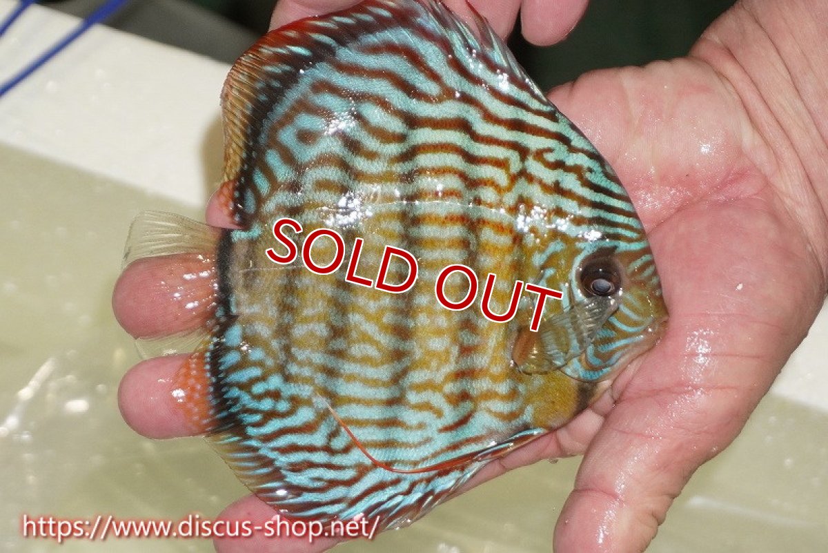 画像3: 【ワイルドディスカス】【通販】【伝説の産地　7年ぶり？の入荷】ラーゴクルムクリロイヤルエメラルド（金目）【個体販売】14-16cm（生体）クルムクリ産 (3)