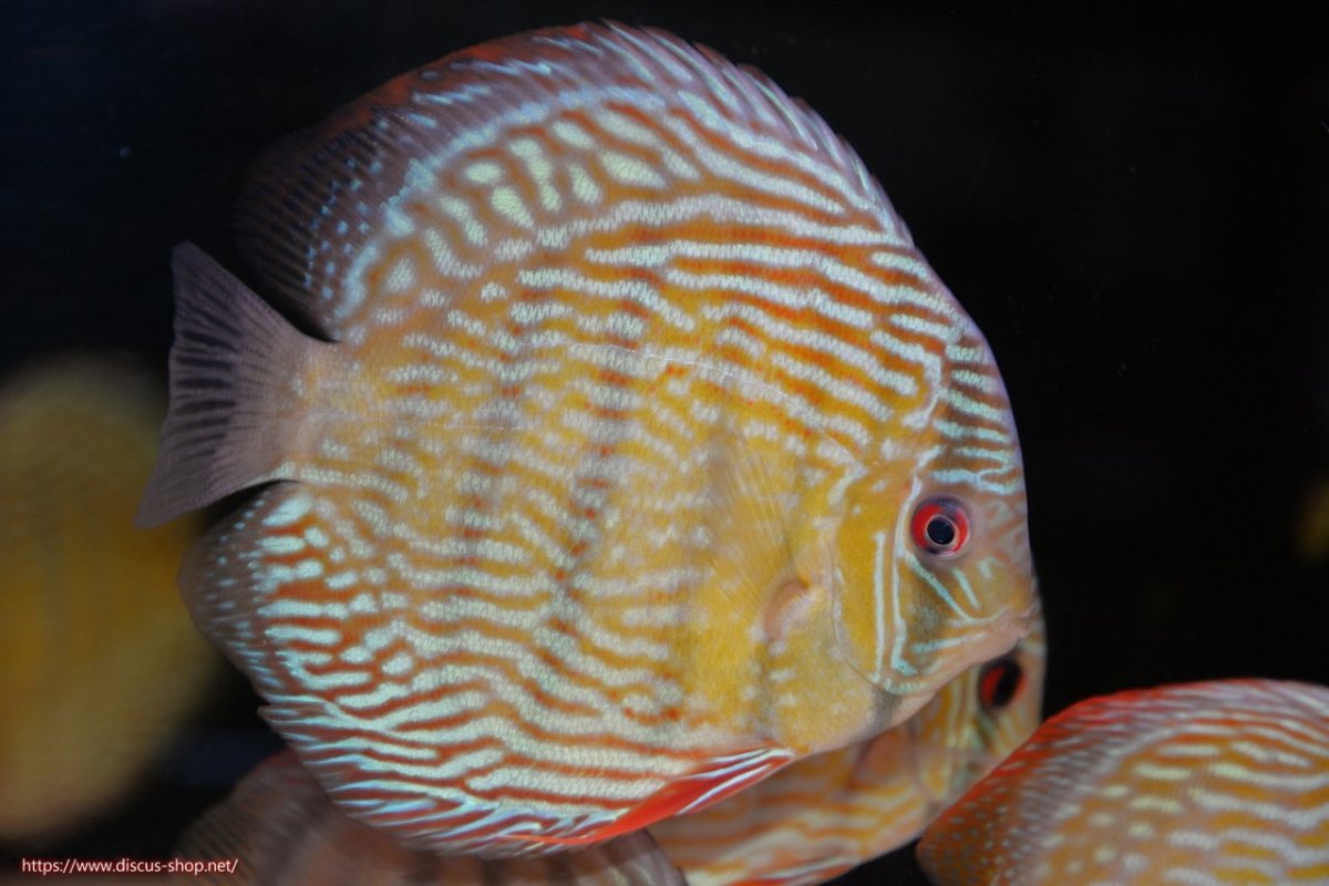 画像2: 【30周年記念セール対象個体】【ワイルドディスカス】【通販】【伝説の産地　7年ぶり？の入荷】ラーゴクルムクリロイヤルエメラルド【個体販売】14-16cm（生体）クルムクリ産 (2)