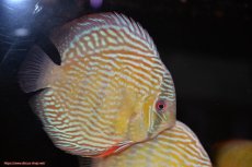 画像3: 【30周年記念セール対象個体】【ワイルドディスカス】【通販】【伝説の産地　7年ぶり？の入荷】ラーゴクルムクリロイヤルエメラルド【個体販売】14-16cm（生体）クルムクリ産 (3)