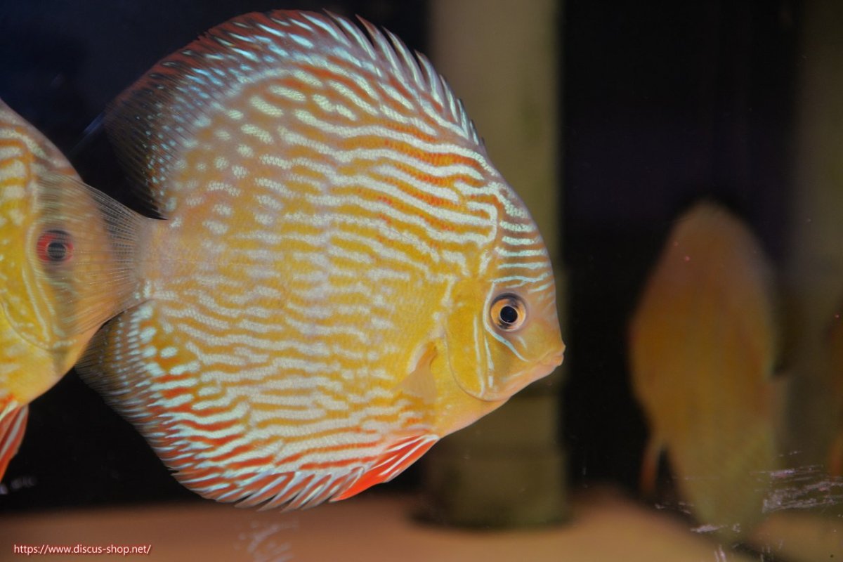 画像1: 【30周年記念セール対象個体】【ワイルドディスカス】【通販】【伝説の産地　7年ぶり？の入荷】ラーゴクルムクリロイヤルエメラルド（金目）【個体販売】14-16cm（生体）クルムクリ産 (1)