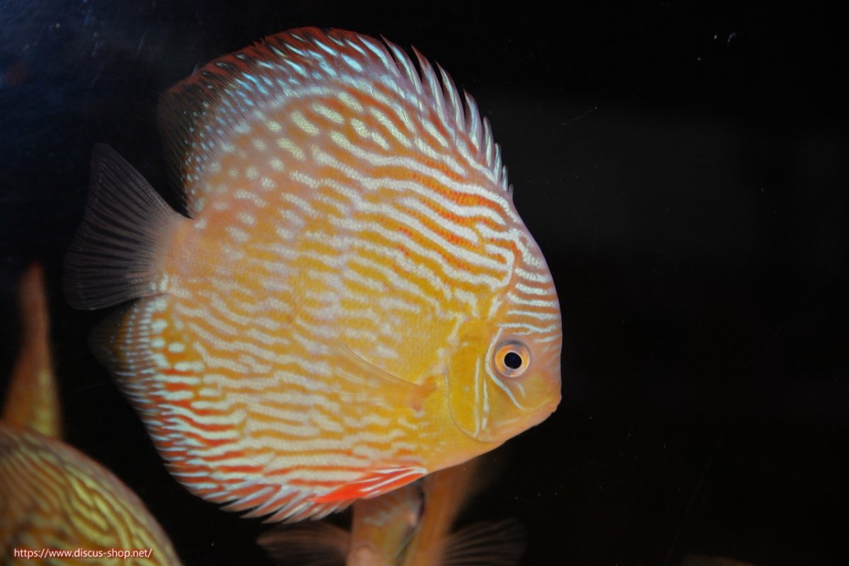 画像2: 【30周年記念セール対象個体】【ワイルドディスカス】【通販】【伝説の産地　7年ぶり？の入荷】ラーゴクルムクリロイヤルエメラルド（金目）【個体販売】14-16cm（生体）クルムクリ産 (2)