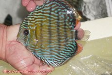 画像3: 【30周年記念セール対象個体】【ワイルドディスカス】【通販】【伝説の産地　7年ぶり？の入荷】ラーゴクルムクリロイヤルエメラルド【個体販売】14-16cm（生体）クルムクリ産 (3)