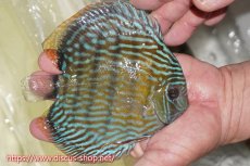 画像4: 【30周年記念セール対象個体】【ワイルドディスカス】【通販】【伝説の産地　7年ぶり？の入荷】ラーゴクルムクリロイヤルエメラルド【個体販売】14-16cm（生体）クルムクリ産 (4)