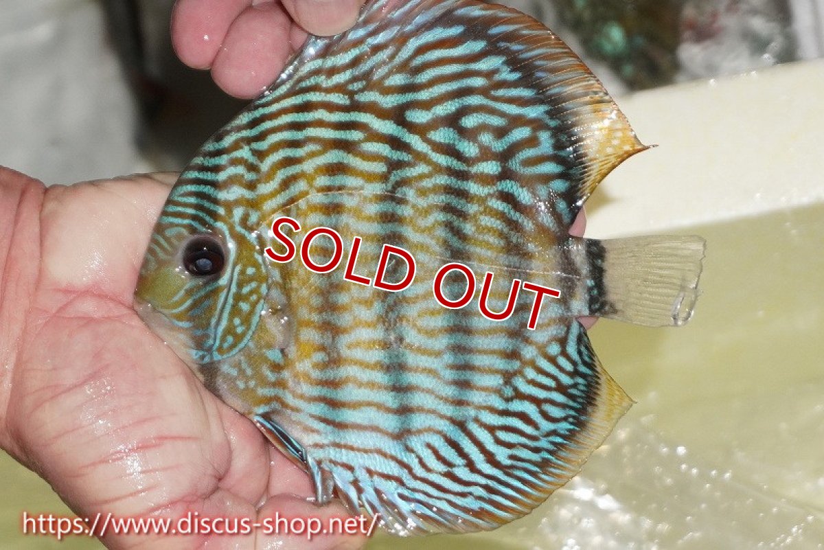 画像2: 【ワイルドディスカス】【通販】【伝説の産地　7年ぶり？の入荷】ラーゴクルムクリロイヤルエメラルド【個体販売】14-16cm（生体）クルムクリ産 (2)