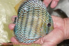 画像2: 【ワイルドディスカス】【通販】【伝説の産地　7年ぶり？の入荷】ラーゴクルムクリロイヤルエメラルド【個体販売】14-16cm（生体）クルムクリ産 (2)