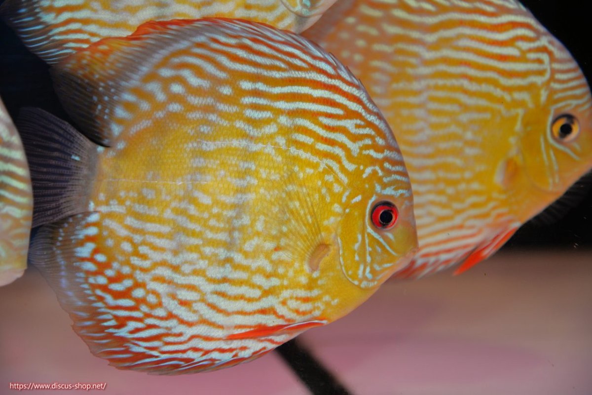 画像1: 【30周年記念セール対象個体】【ワイルドディスカス】【通販】【伝説の産地　7年ぶり？の入荷】ラーゴクルムクリロイヤルエメラルド【個体販売】14-16cm（生体）クルムクリ産 (1)