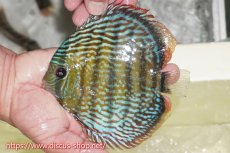 画像1: 【ワイルドディスカス】【通販】【伝説の産地　7年ぶり？の入荷】ラーゴクルムクリロイヤルエメラルド【個体販売】14-16cm（生体）クルムクリ産 (1)