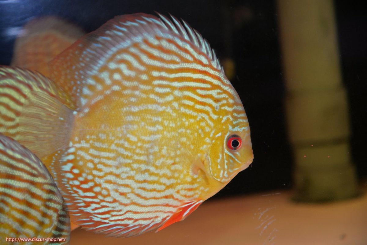 画像2: 【30周年記念セール対象個体】【ワイルドディスカス】【通販】【伝説の産地　7年ぶり？の入荷】ラーゴクルムクリロイヤルエメラルド【個体販売】14-16cm（生体）クルムクリ産 (2)