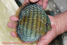 画像2: 【ワイルドディスカス】【通販】【伝説の産地　7年ぶり？の入荷】ラーゴクルムクリロイヤルエメラルド【個体販売】14-16cm（生体）クルムクリ産 (2)