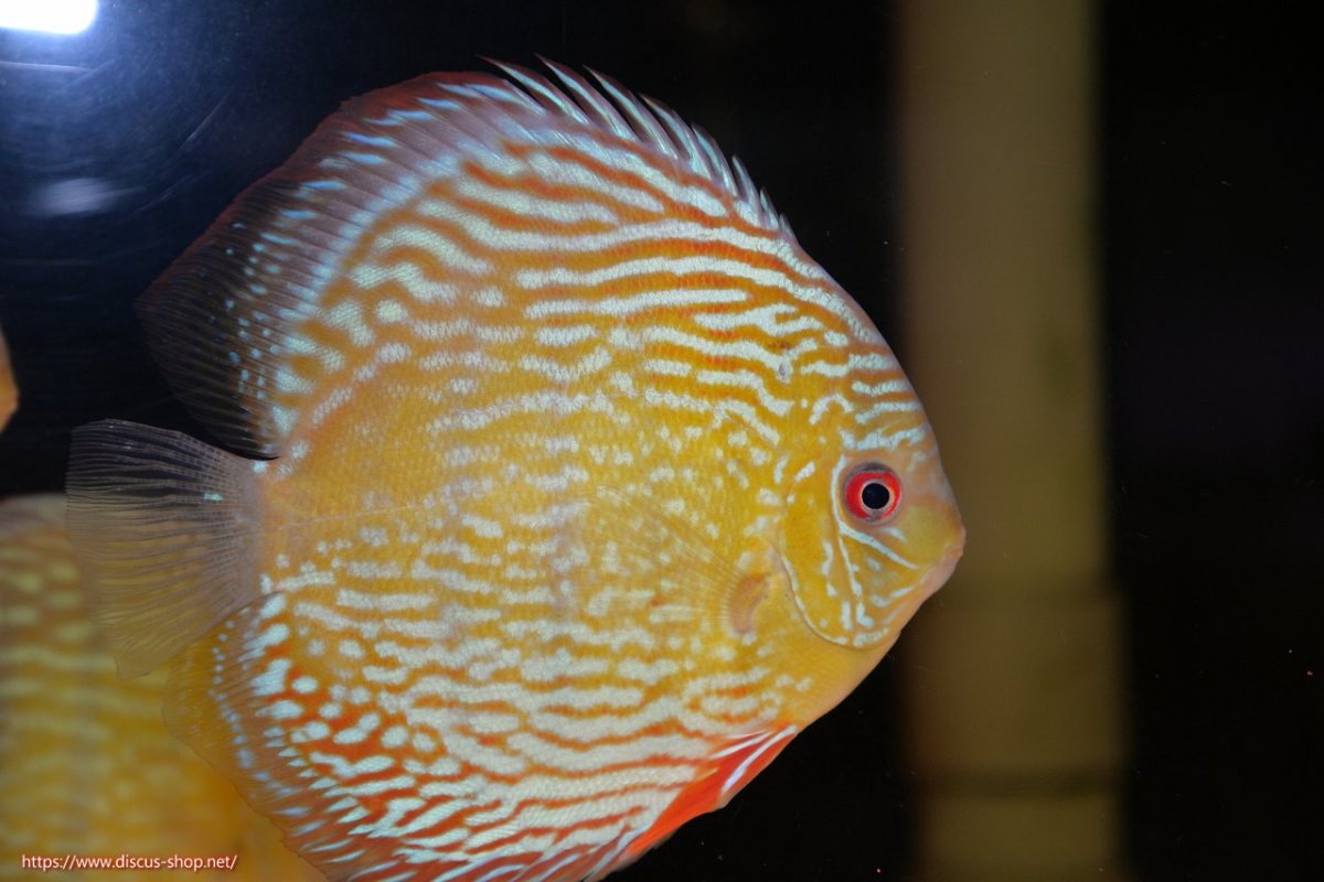 画像3: 【30周年記念セール対象個体】【ワイルドディスカス】【通販】【伝説の産地　7年ぶり？の入荷】ラーゴクルムクリロイヤルエメラルド【個体販売】14-16cm（生体）クルムクリ産 (3)