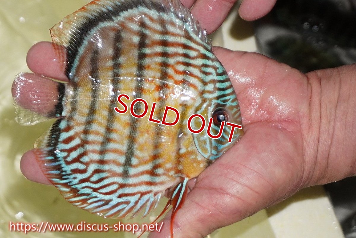 画像2: 【ワイルドディスカス】【通販】【伝説の産地　7年ぶり？の入荷】ラーゴクルムクリロイヤルエメラルド【個体販売】14-16cm（生体）クルムクリ産 (2)