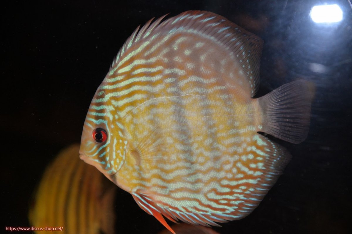 画像2: 【30周年記念セール対象個体】【ワイルドディスカス】【通販】【伝説の産地　7年ぶり？の入荷】ラーゴクルムクリロイヤルエメラルド【個体販売】14-16cm（生体）クルムクリ産 (2)