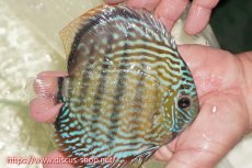 画像4: 【30周年記念セール対象個体】【ワイルドディスカス】【通販】【伝説の産地　7年ぶり？の入荷】ラーゴクルムクリロイヤルエメラルド【個体販売】14-16cm（生体）クルムクリ産 (4)