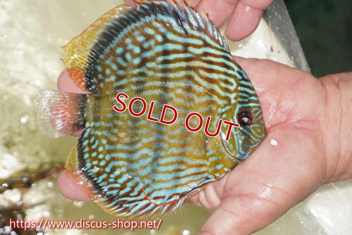 画像2: 【ワイルドディスカス】【通販】【伝説の産地　7年ぶり？の入荷】ラーゴクルムクリロイヤルエメラルド【個体販売】14-16cm（生体）クルムクリ産 (2)