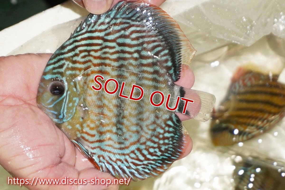 画像2: 【ワイルドディスカス】【通販】【伝説の産地　7年ぶり？の入荷】ラーゴクルムクリロイヤルエメラルド（オレンジ目）【個体販売】14-16cm（生体）クルムクリ産 (2)