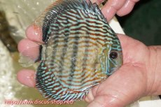 画像2: 【ワイルドディスカス】【通販】【伝説の産地　7年ぶり？の入荷】ラーゴクルムクリロイヤルエメラルド（オレンジ目）【個体販売】14-16cm（生体）クルムクリ産 (2)