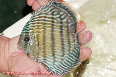 画像1: 【ワイルドディスカス】【通販】【伝説の産地　7年ぶり？の入荷】ラーゴクルムクリロイヤルエメラルド【個体販売】14-16cm（生体）クルムクリ産 (1)