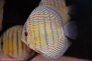 ワイルドクロスディスカス✖️ブルーアナコンダ　幼魚5匹 楽天市場】【お買い得2匹セット】熱帯魚 ディスカス 生体 人気【ブルー